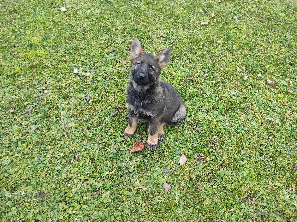 Nemecký ovčiak - 3