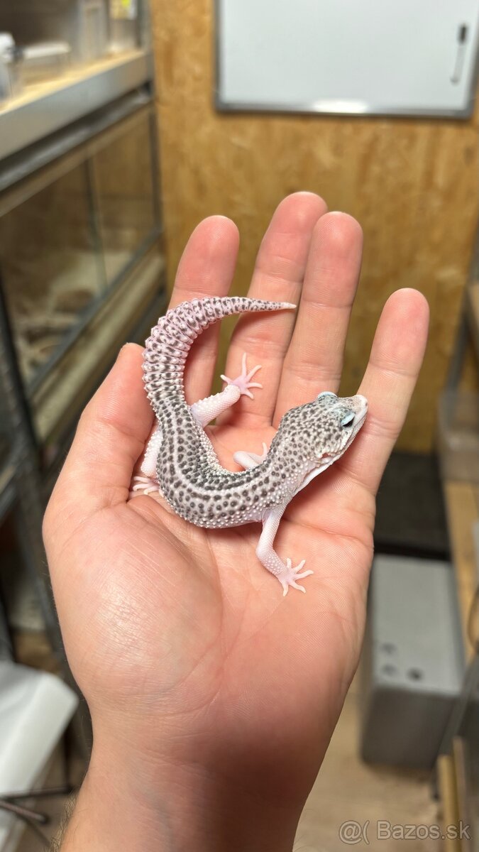 Gekončík nočný - mladí samci - 3