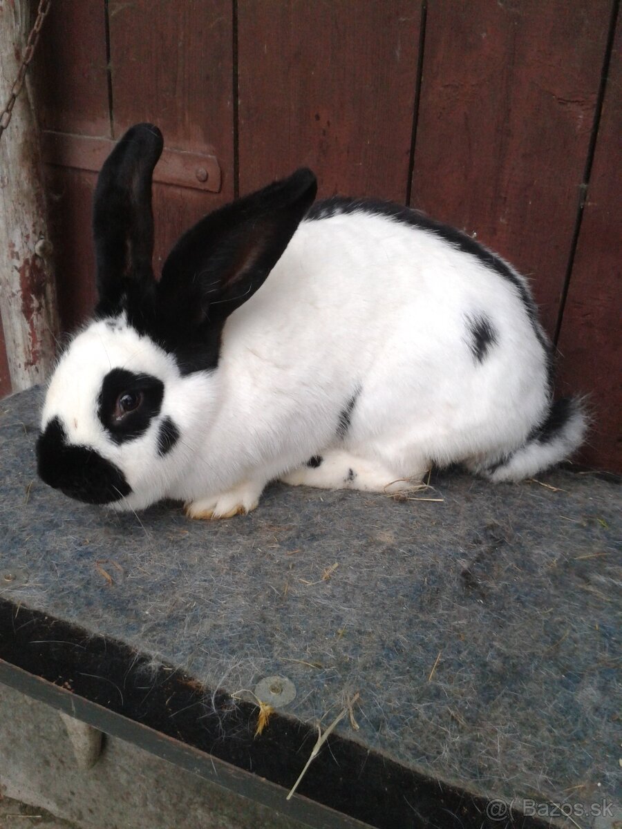 Nemecký obrovity strakač - 3