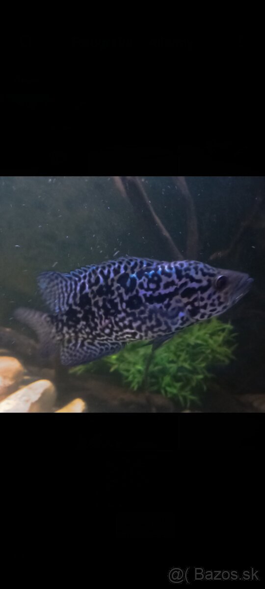 Americké cichlidy - 3