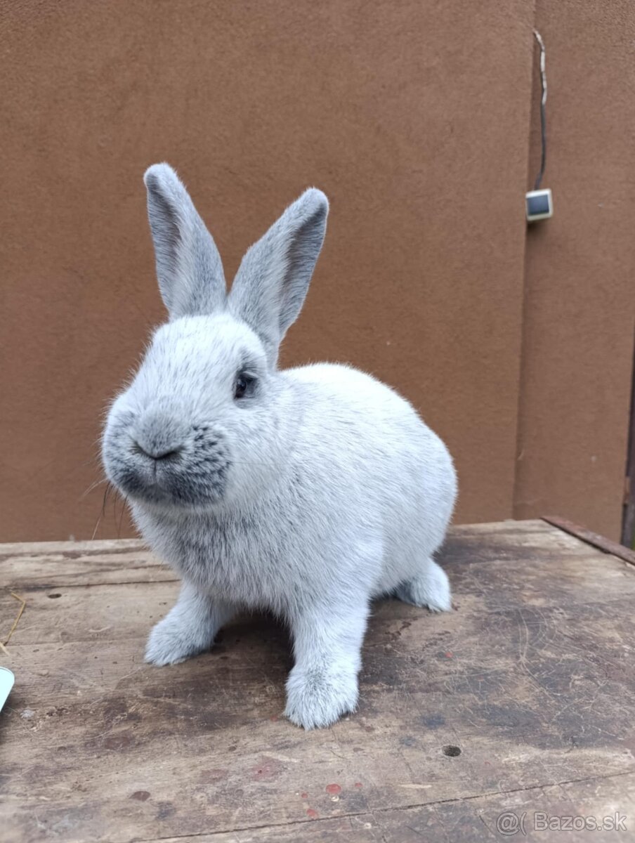 Čistokrvné Vss a Čv - 3