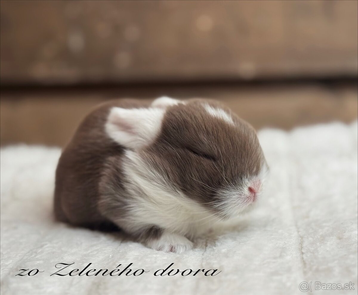 🧸 Minilop králiky🤎 - 3