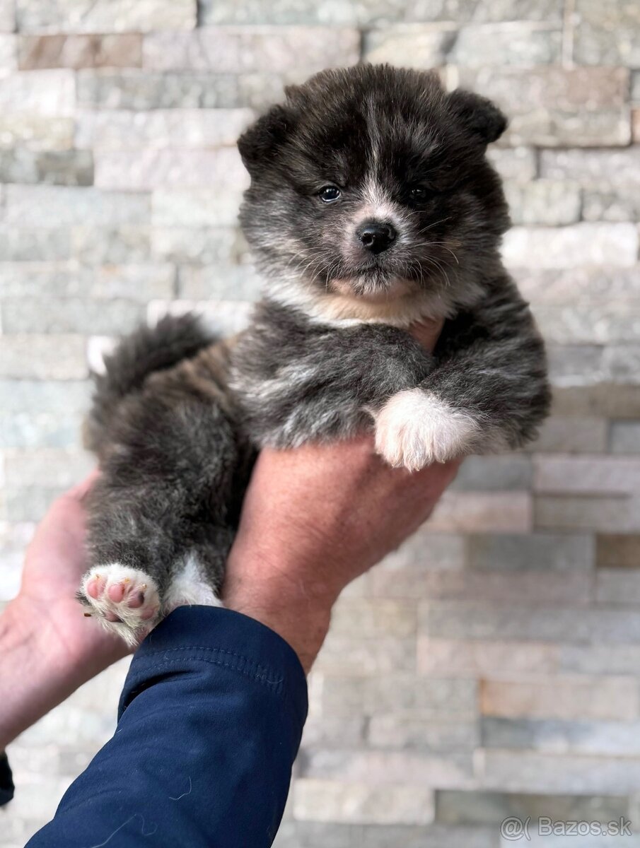 Akita Inu s průkazem původu (PP) - FCI & AKIHO - 3
