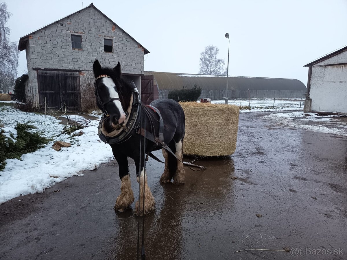 Pripúštanie Írsky Cob - 3