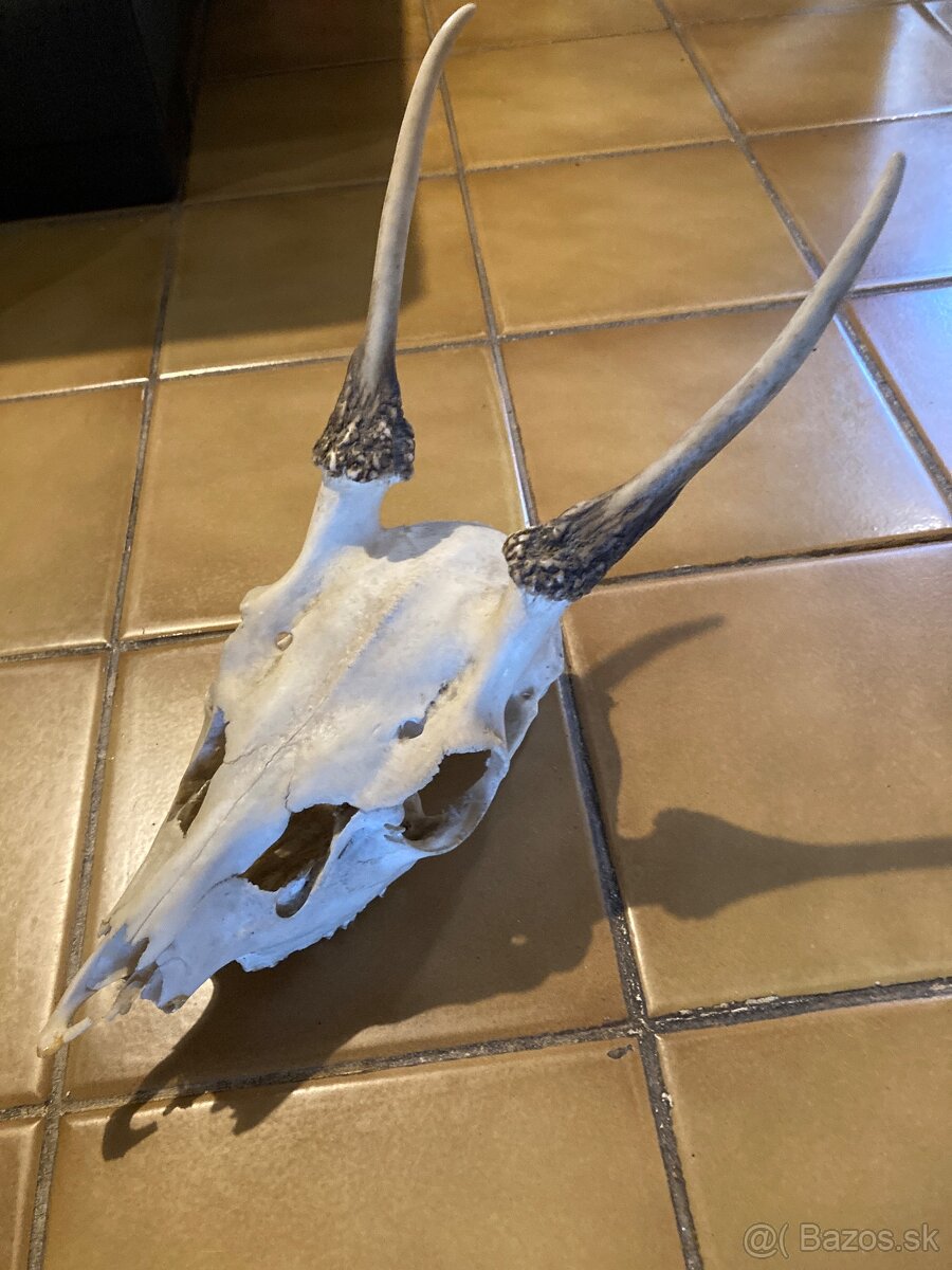 Poľovnícke trofeje - 3