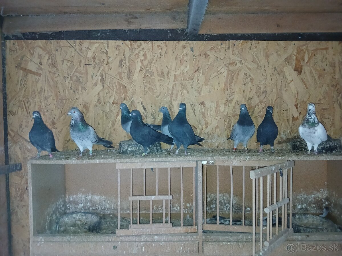 Predam anglicke tiplere - 3