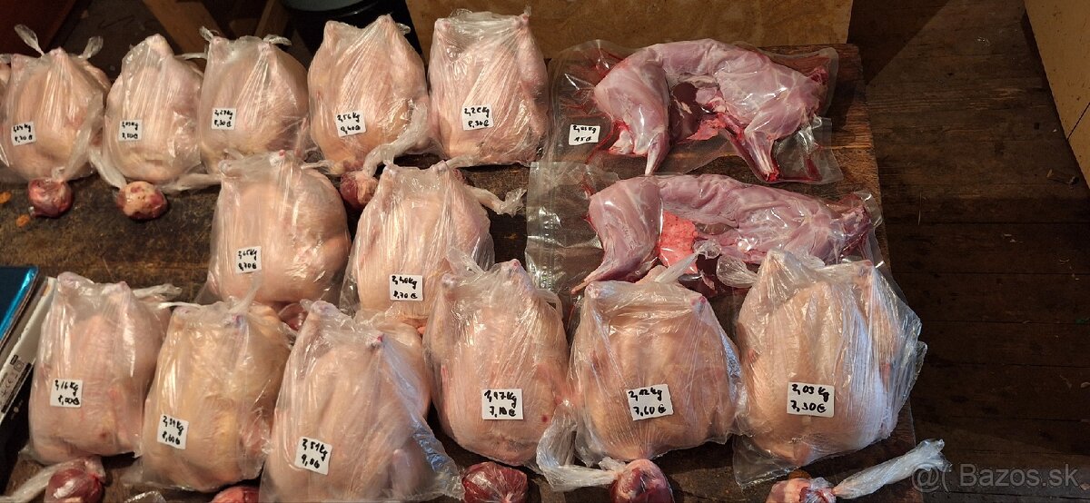 Brojlerové kurence,Kurča,Kura,morka,big 6 - 3