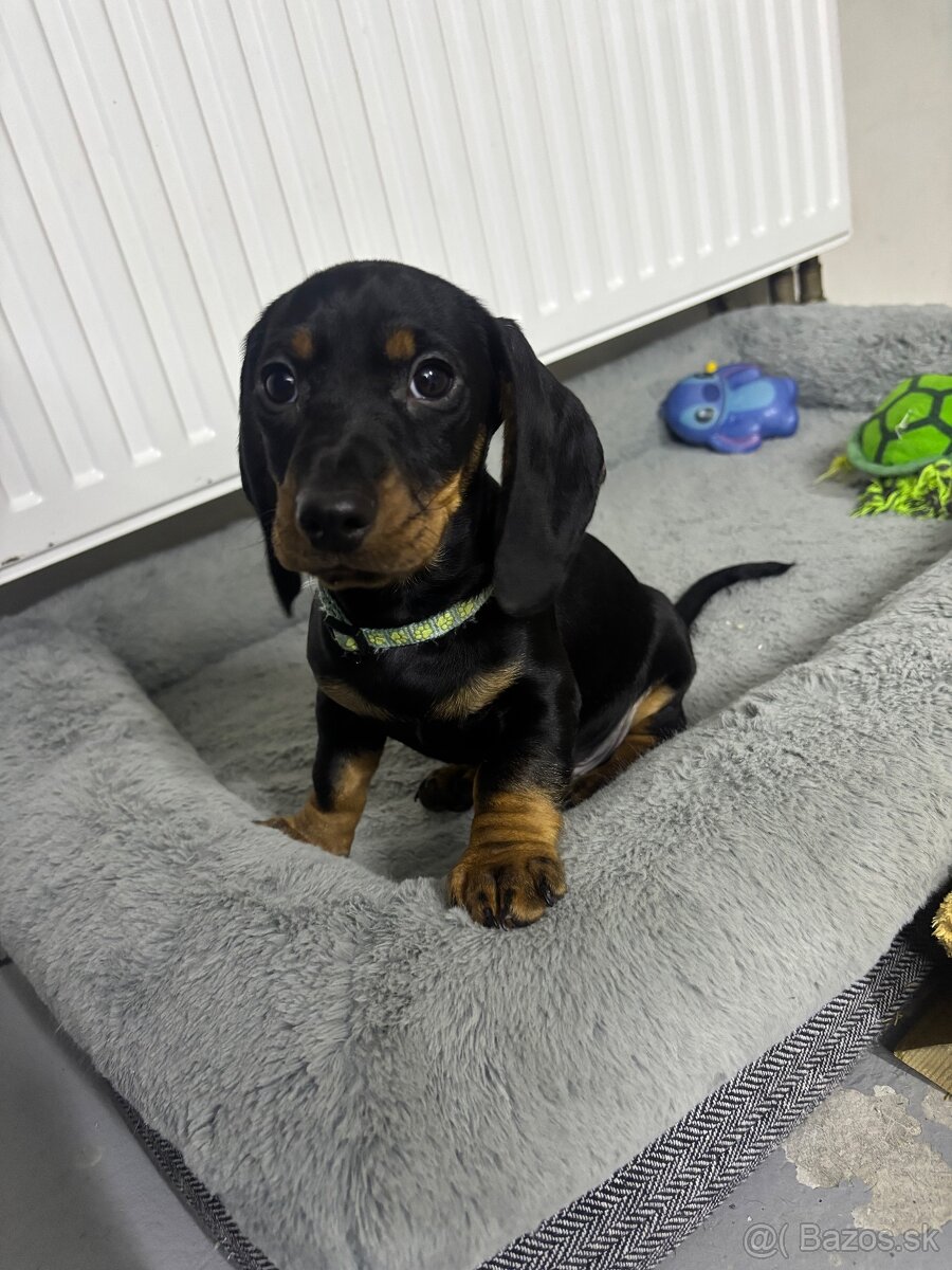 Jazvečík kratkosrstý - 3