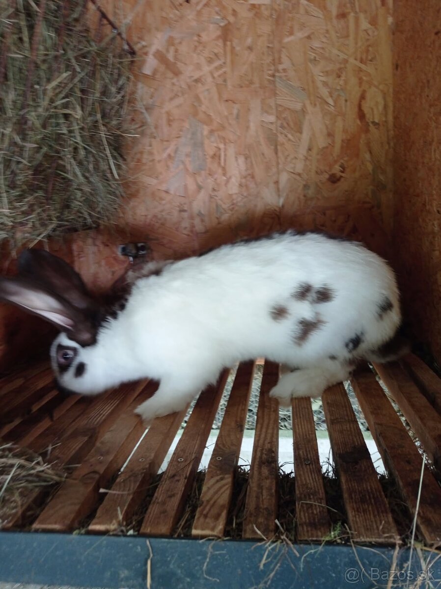 nemecky obrovity strakac havana - 3