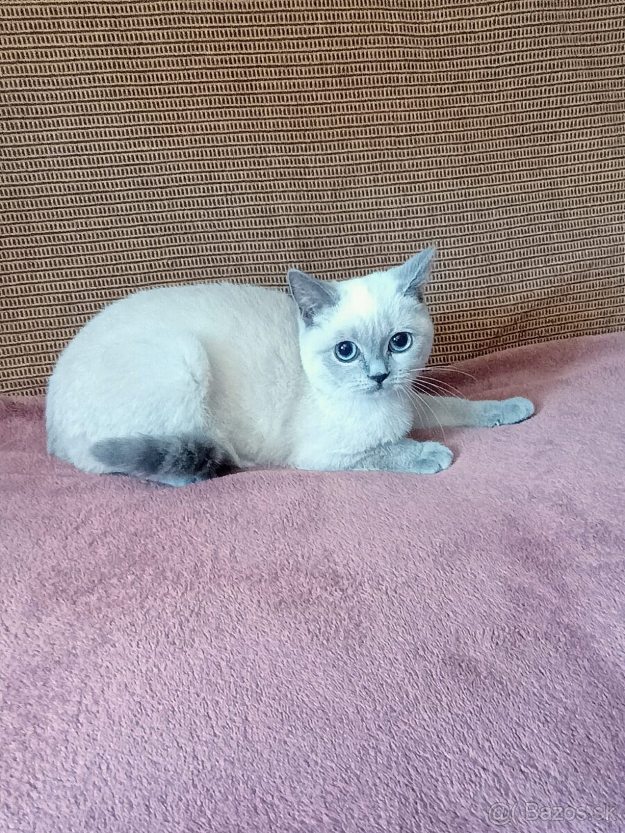 Britská modrá colorpoint - 3