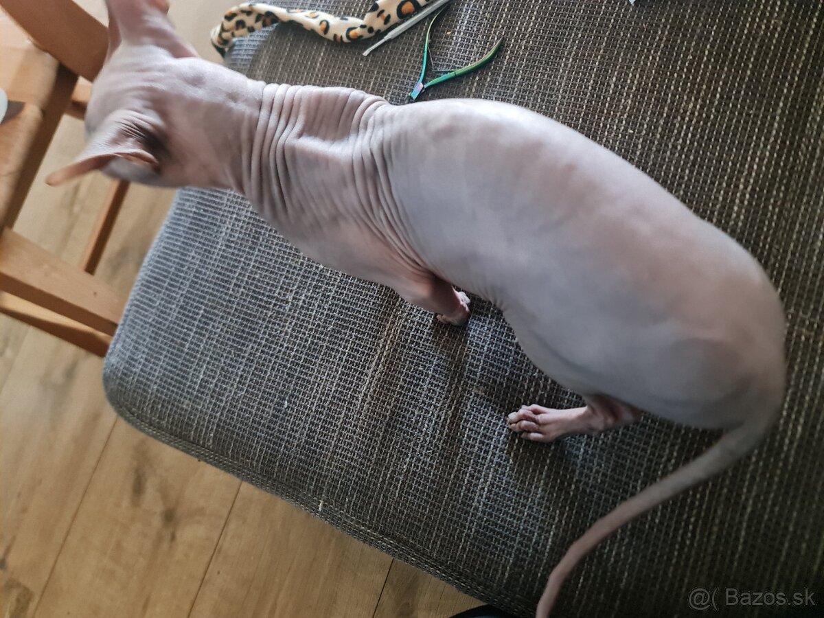 Sphynx kocúrik na predaj - 3