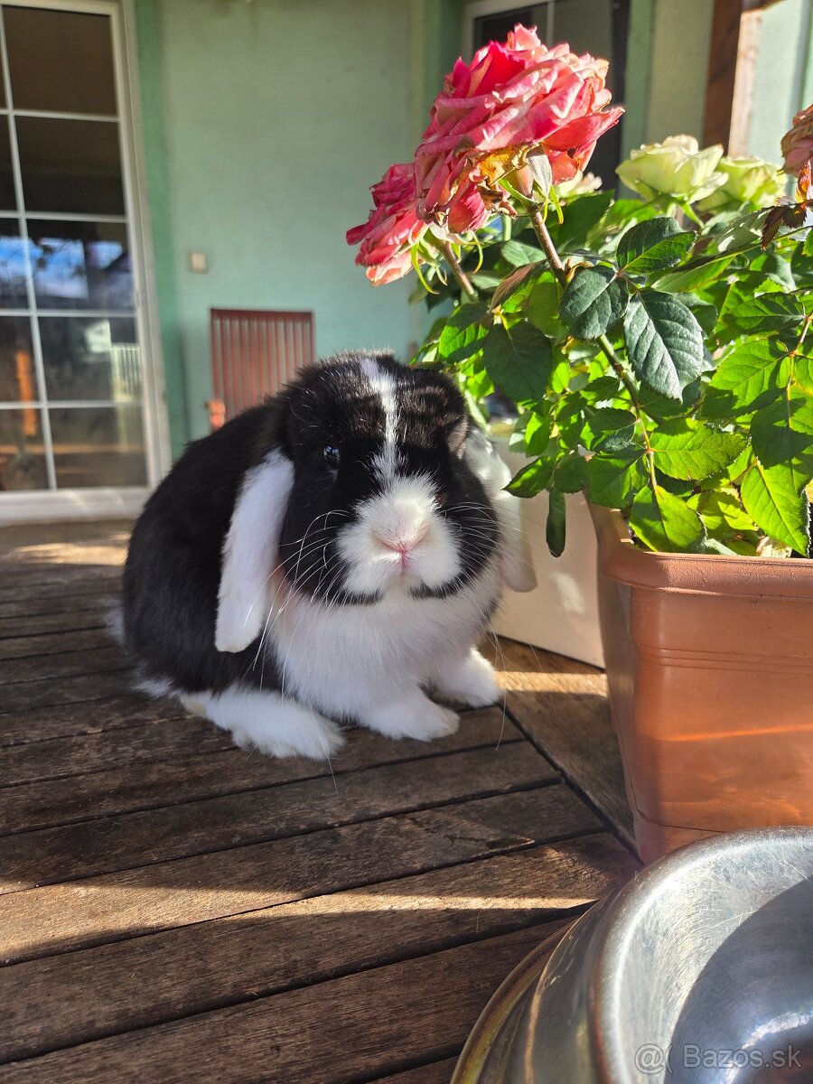 Zakrslý králik - 3