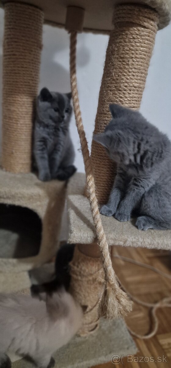 🐾 Na predaj tri rozkošné britské mačiatka – dievčatká 🐾 - 3