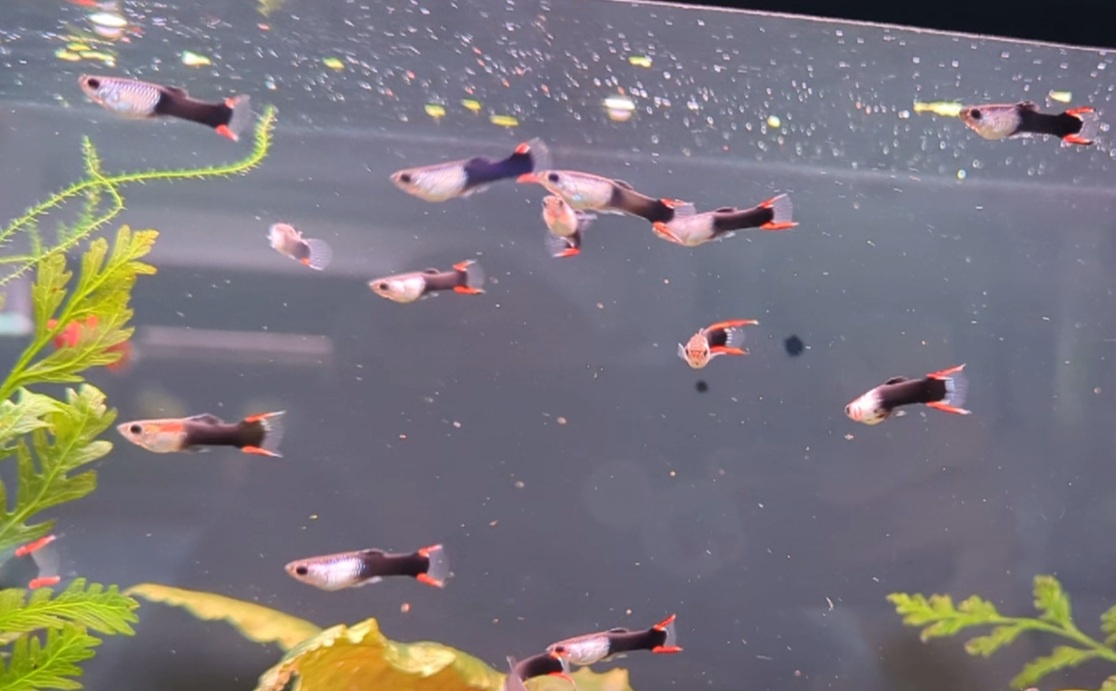 endler silver black flame - 3