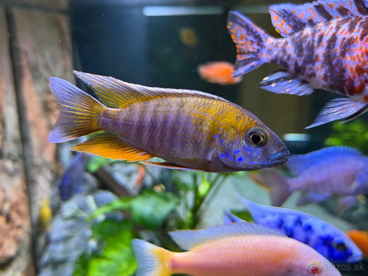 Africké cichlidy - 3