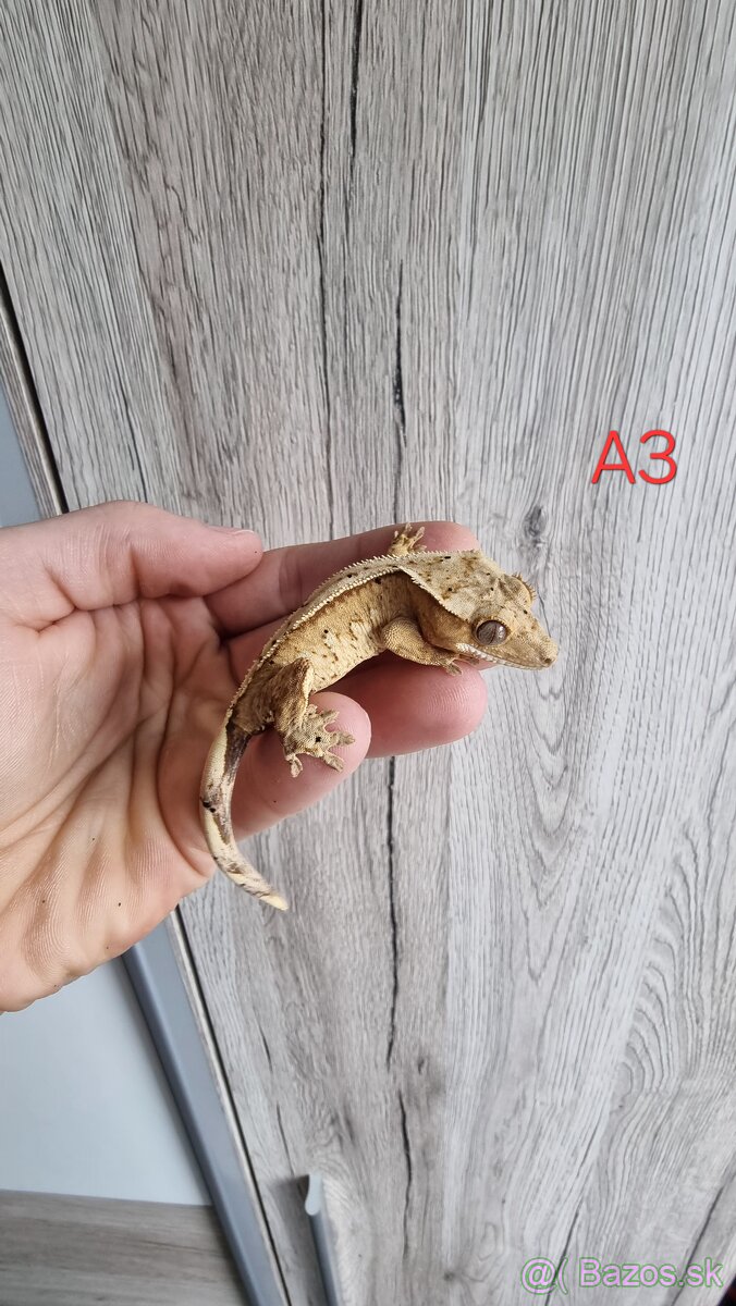 Pagekón riasnatý - 3