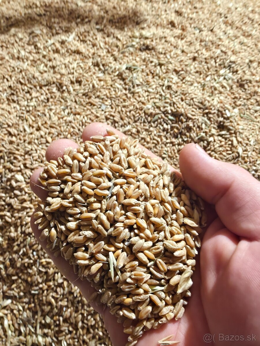 JAČMEŇ,PŠENICA,OVOS - 3