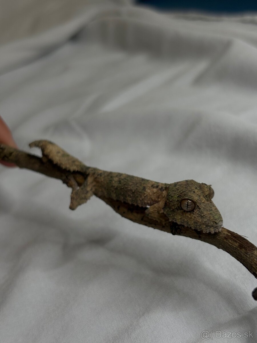 Uroplatus Henkeli - 3