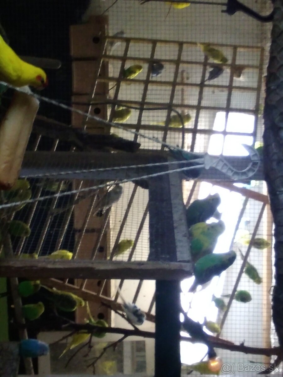 Predam andulky 50 kusov 250e - 3