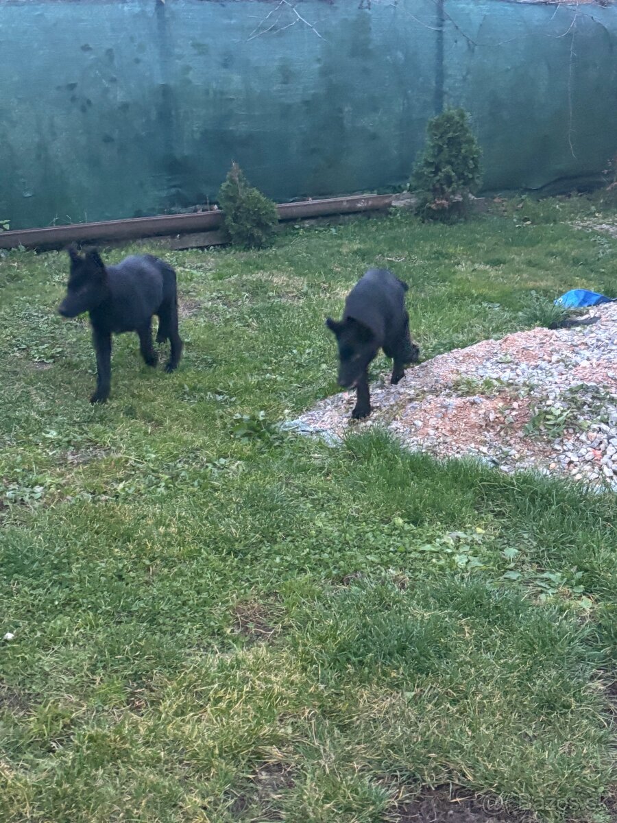 Nemecky ovciak steniatka - 3