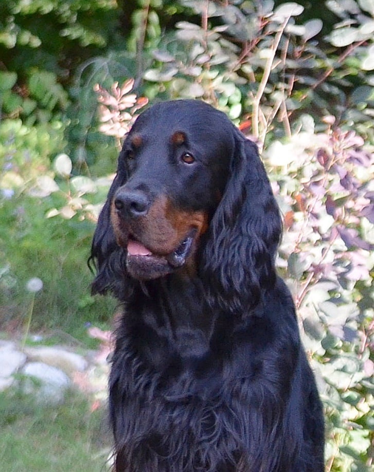 Gordon seter s PP - plánovaný vrh G - 3