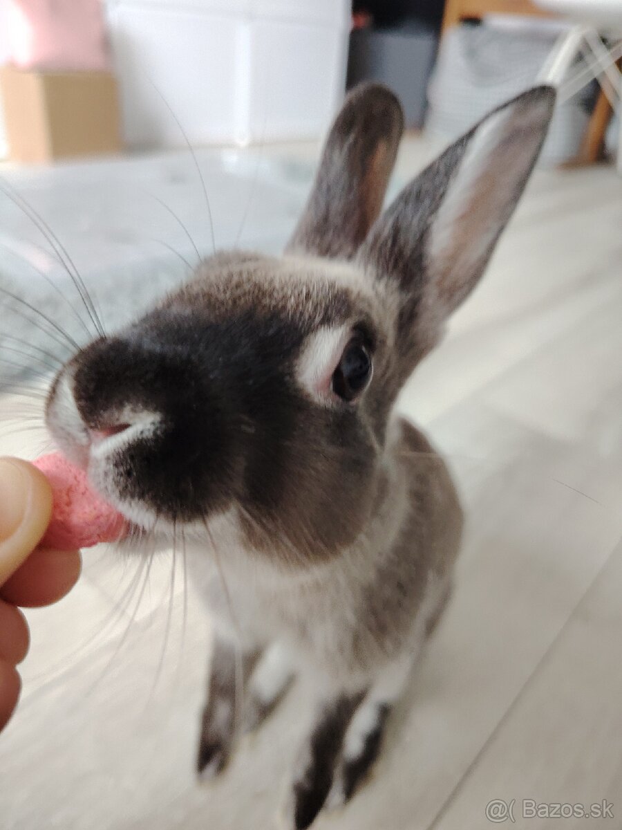 Darujem zajačika - 3