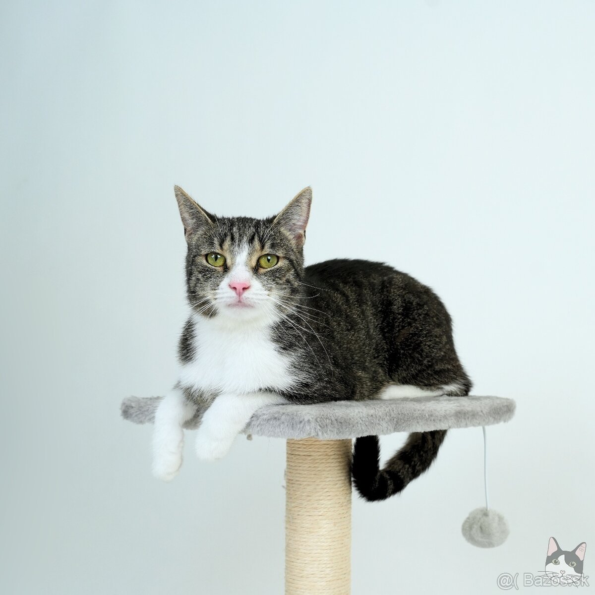 Citlivá mačička SASHKA hľadá domov - 3