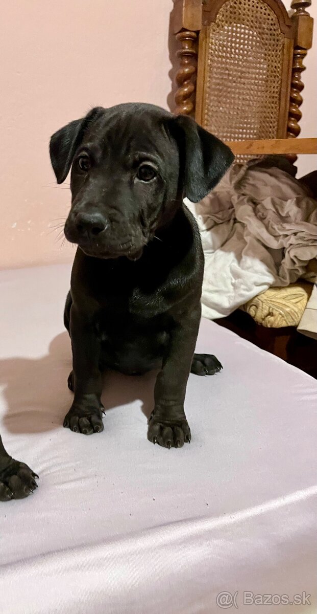 Steniatka labradora - 3