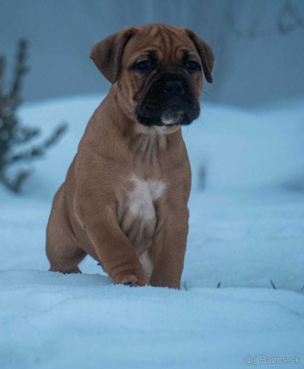 Staroanglický buldok - 3