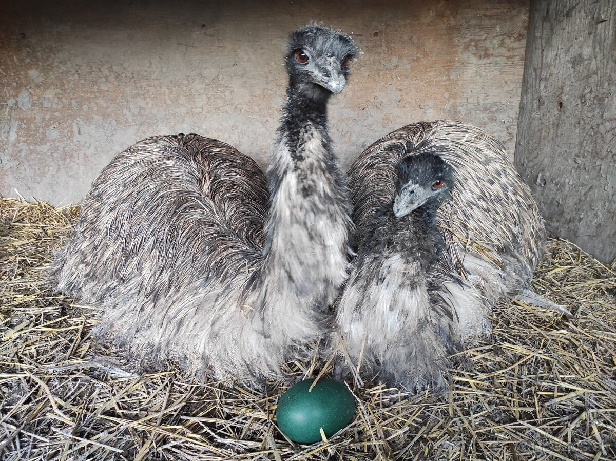 Pštros emu kuriatká - 3