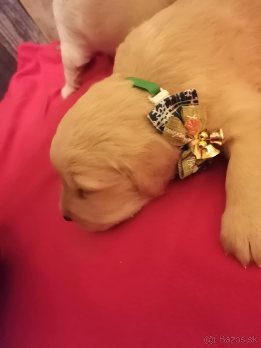 Zlatý retriever - 3