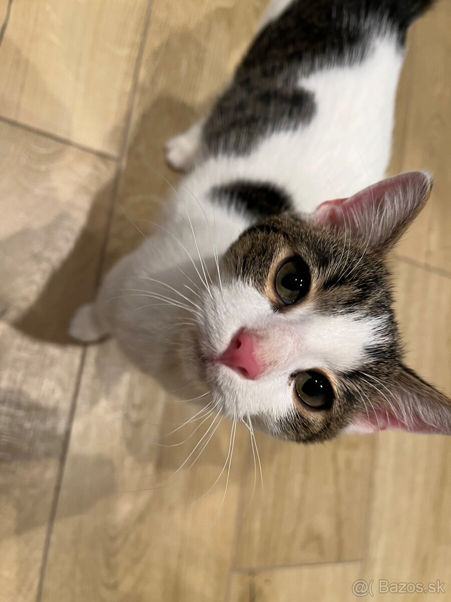 Darujem mačiatko - 3