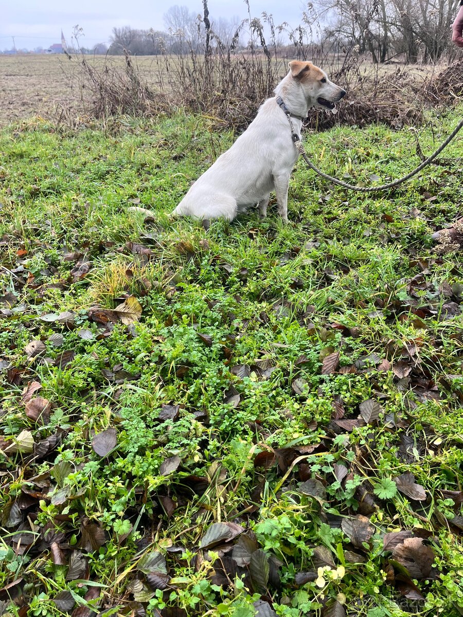 Darujem 1,5 ročnú fenku - 3