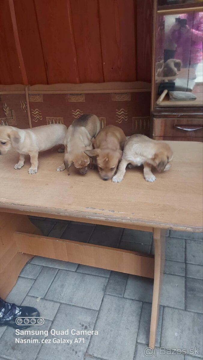 Darujem šteniatka - 3