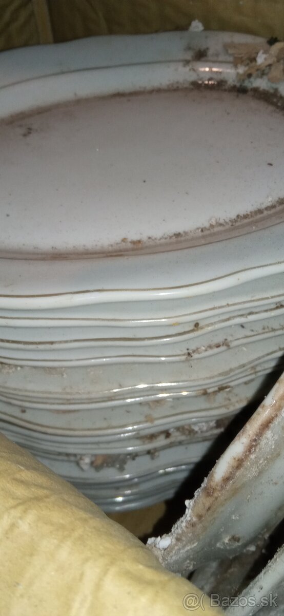 Predám biele taniere vhodné do reštaurácií ok.24cm - 3