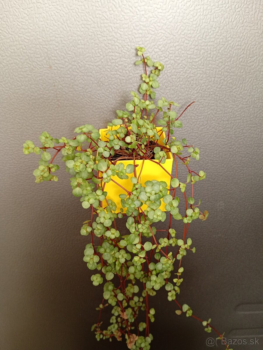 Magnetický obal na kvetináč - 3