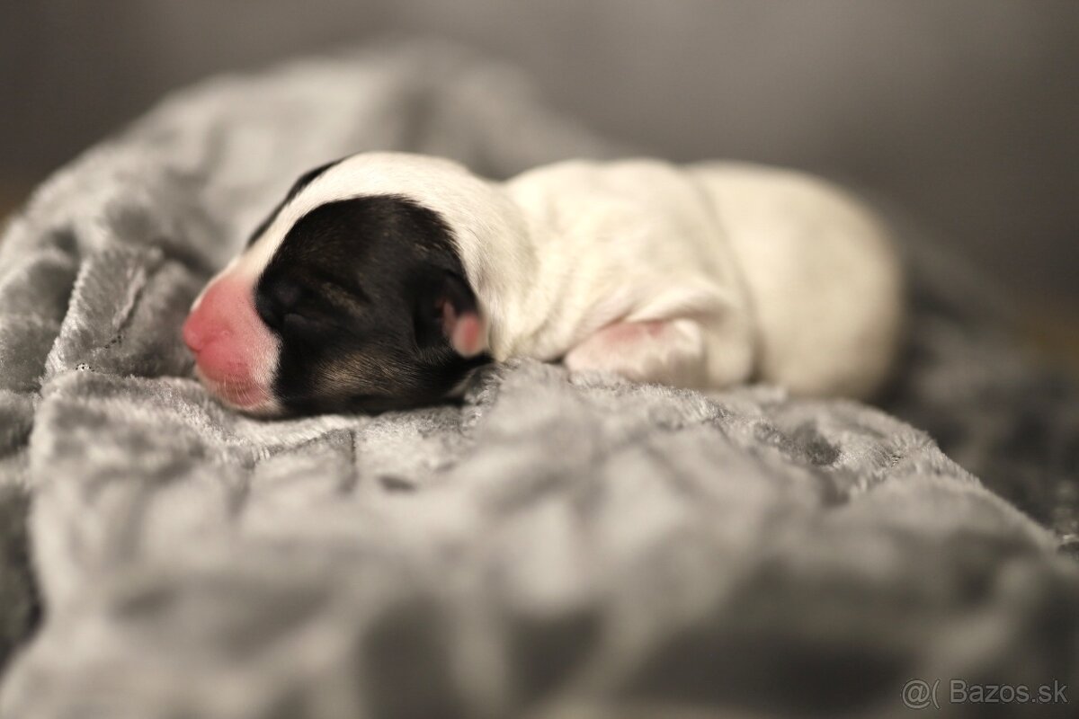 Šteniatka - Sealyham Terrier - 3