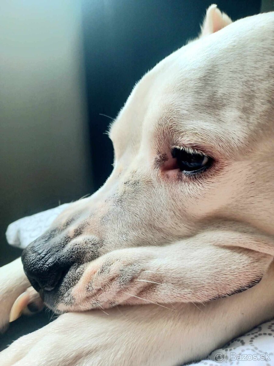 Argentínska doga sučka s PP - 3