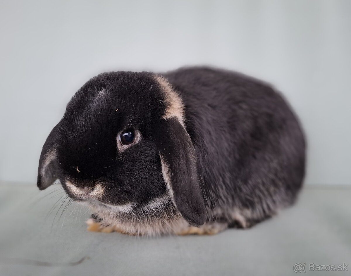Zdrobnený králik, minilop, baranček - 3