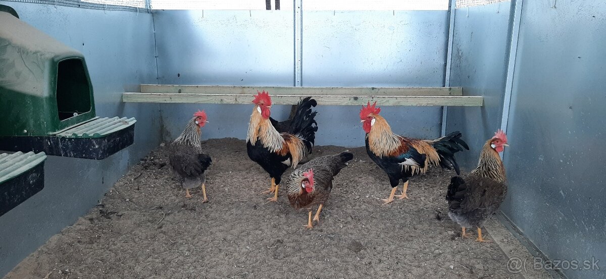 Vlaška Oranžovo krka nasadove vajcia - 3