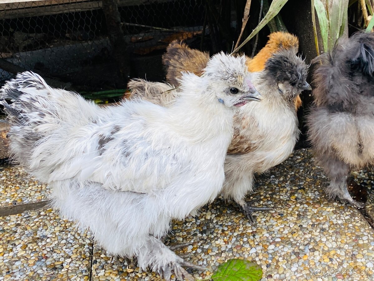 Predam mlade hodvabnicky - 3