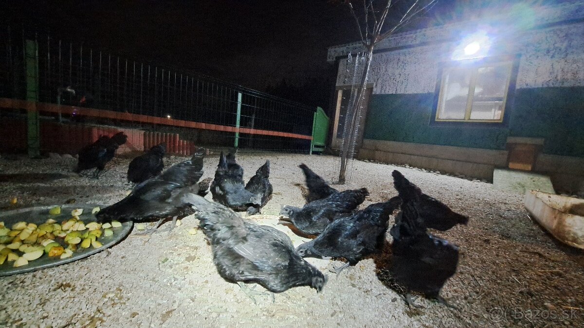 Násadové vajíčka ayam cemani - 3