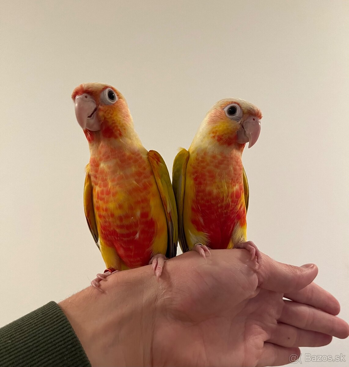 Pyrura zelenolící - ručně dokrmená mláďata - 3