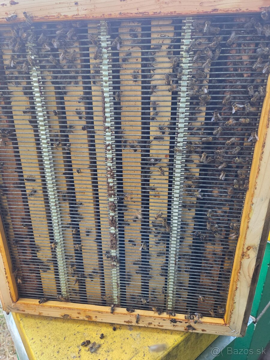 Včelia matka, kráľovná - 3