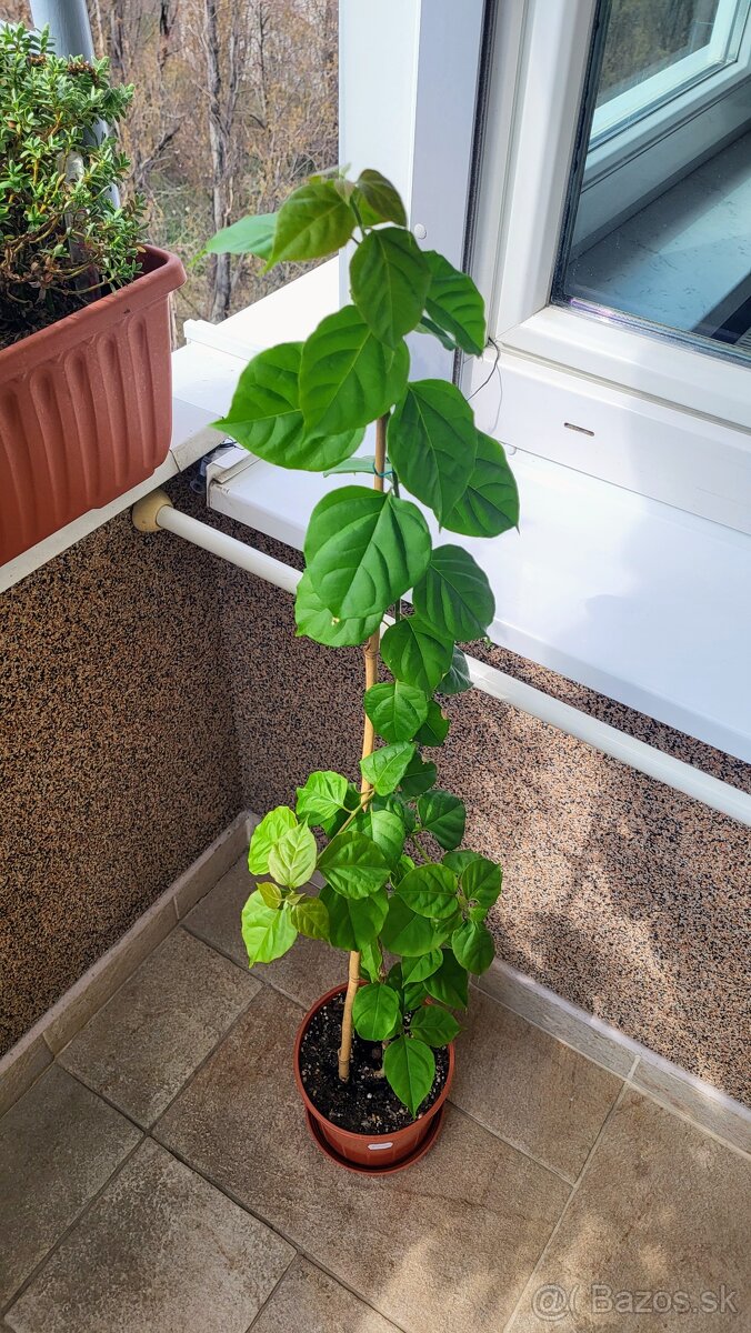 Bugenvilea (Bougainvillea) cyklámenová - 3