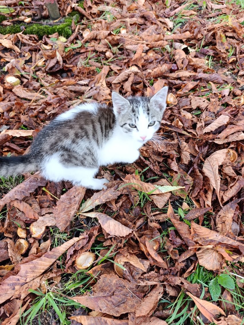 3 mesačná mačička - 3