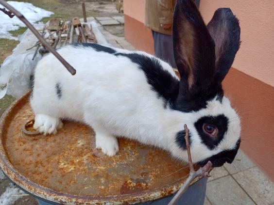 Nemecký obrovitý strakáč /NOS/ - 3