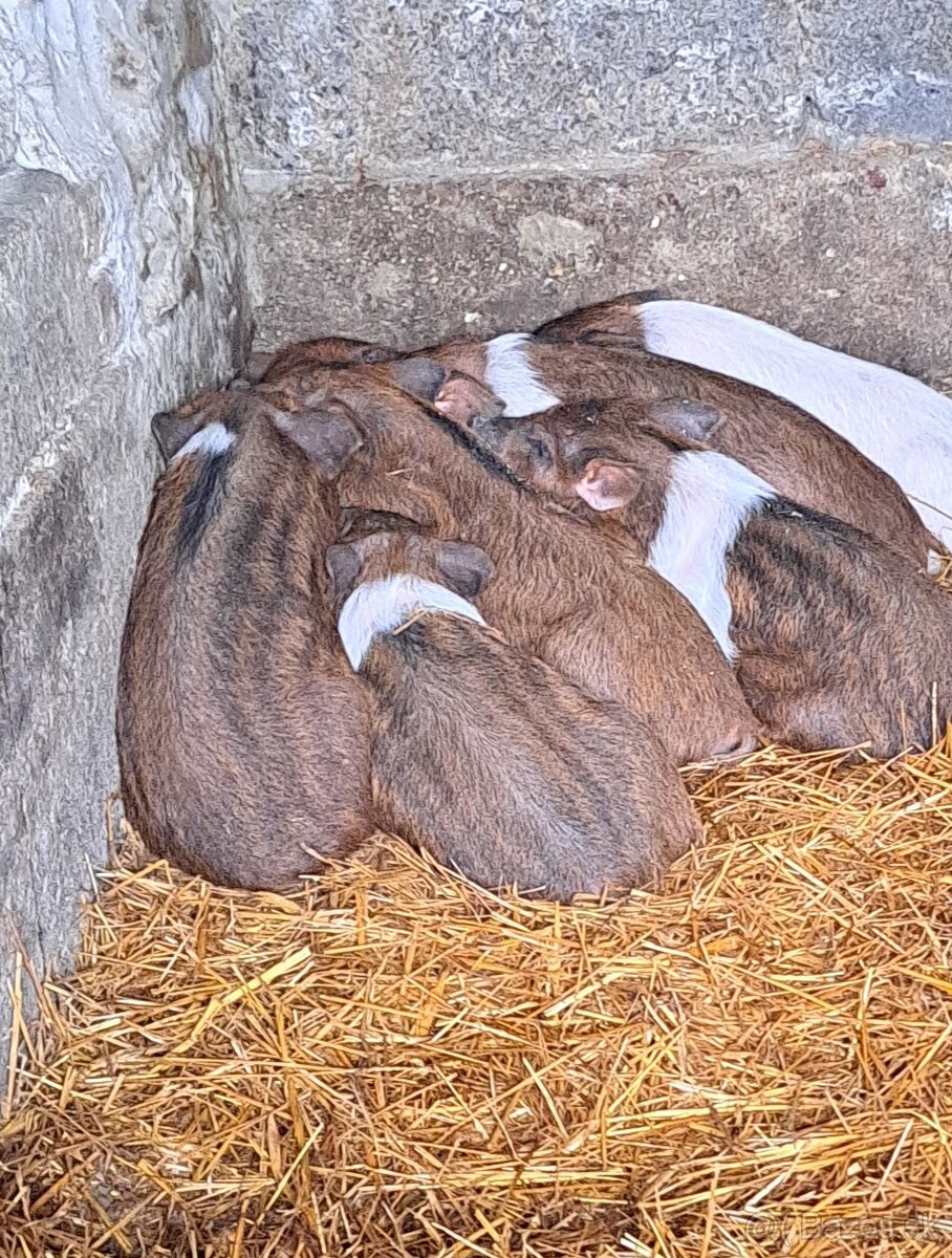 Odstavcata durok-mangalica - 3