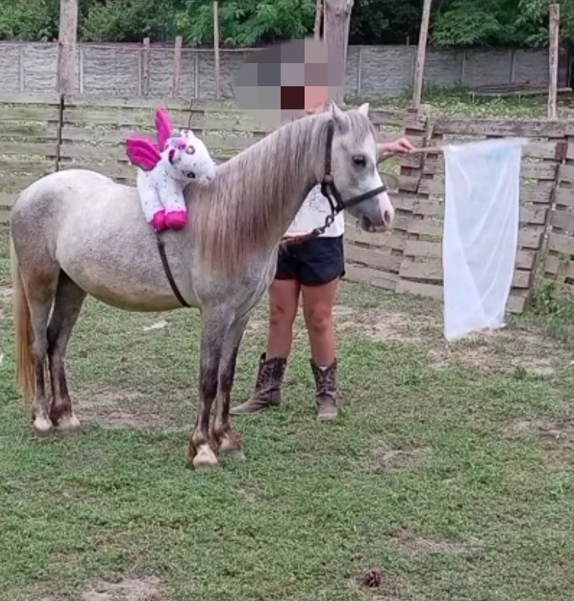 Pony kobylka - žrebná - 3