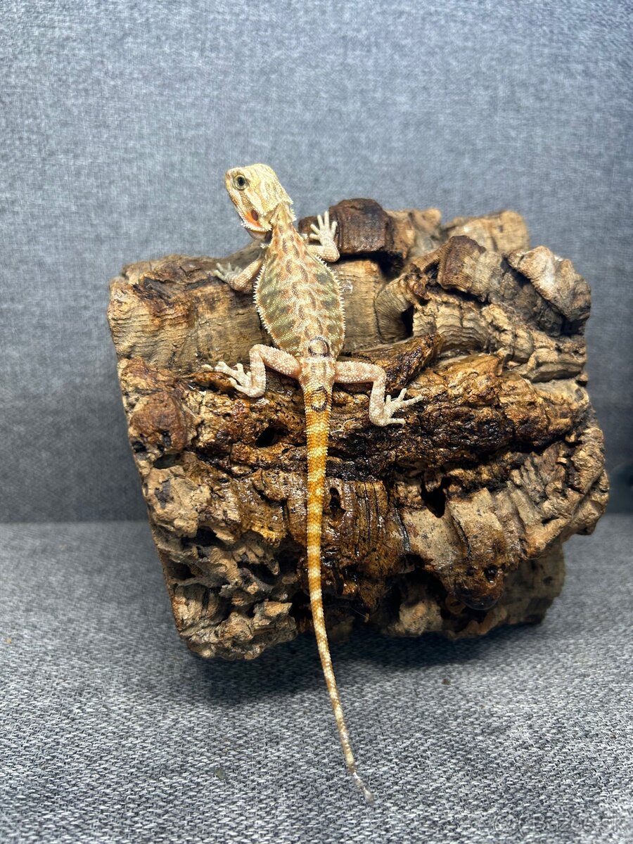 Agama bradatá - 3